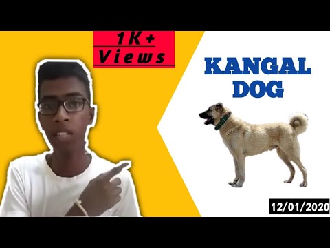 Tibetan Mastiff Vs Kangal Kangal Vs Tibetan Mastiff Aspin Youtube
