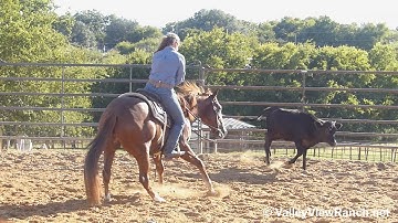 Two Gunn Kid***For info, price, etc., go to our website: ValleyViewRanch.net***