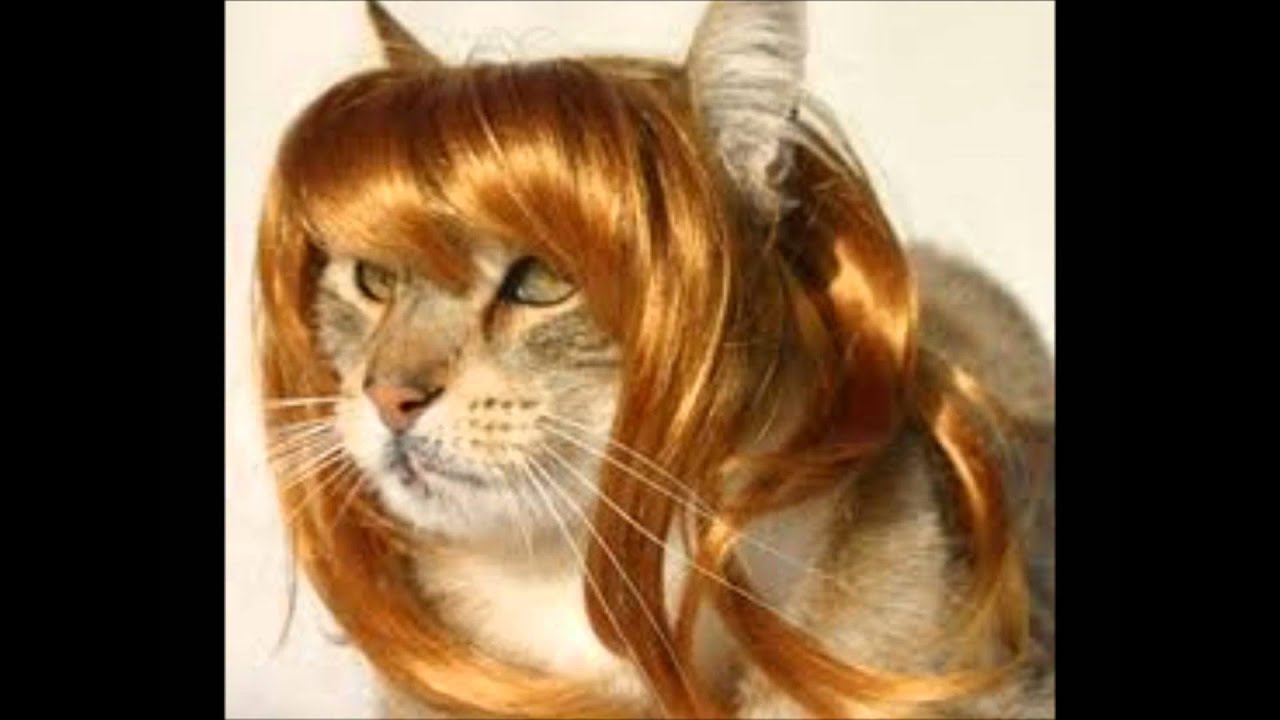 cat wig cats with wigs cat wig cats with wigs
