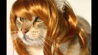 CATS WITH WIGS.