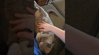 Eowyn Loves Her Belly Rubs