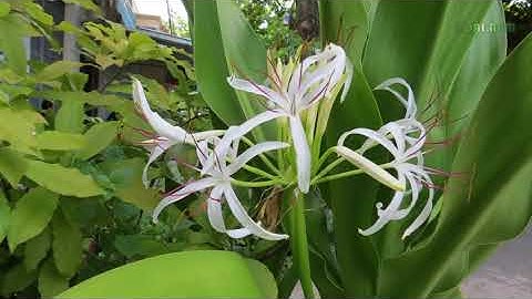 Cây Đại Tướng Quân ứng dụng trong phong thủy