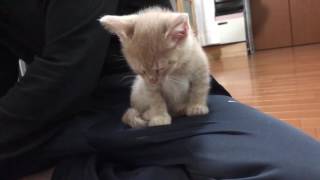 Kitten who can't eat anymore starts to fall asleep.