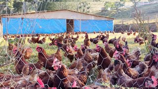 Quanto Custa Para Fazer Um Galpão Para 1000 Mil Galinhas?