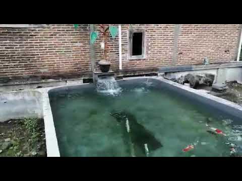 Kolam ideal pembesaran ikan koi d kolam filter - YouTube