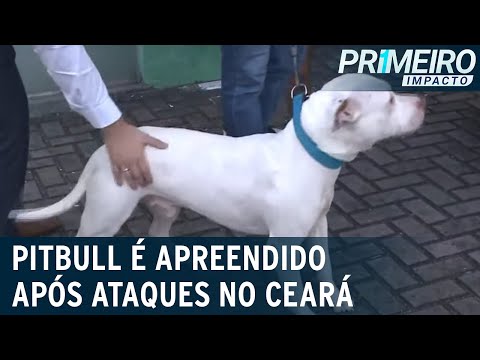 Vídeo: Polícia Bate Em Cães Reservatórios