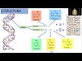 I CURSO DE BIOQUIMICA: BIOQUIMICA DE LOS ACIDOS NUCLEICOS