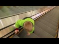 LEARNING TO USE THE ESCALATOR PART 1 LEARNING TO USE THE ESCALATOR PART 1