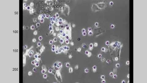 Multi-target tracking of cells using the GMPHD filter
