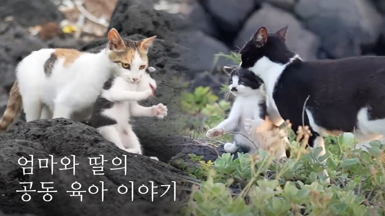 바다에서 새끼 고양이들을 지키기 위한 어미들의 희생과 노력 | 공동육아 몰아보기
