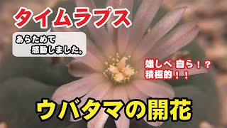 【超拡大タイムラプス】花が開いて閉じる瞬間！サボテン「烏羽玉」の開花記録②