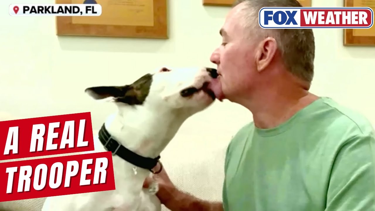 A Real Trooper: Abandoned Dog Left For Dead Finds New, Loving Home One ...