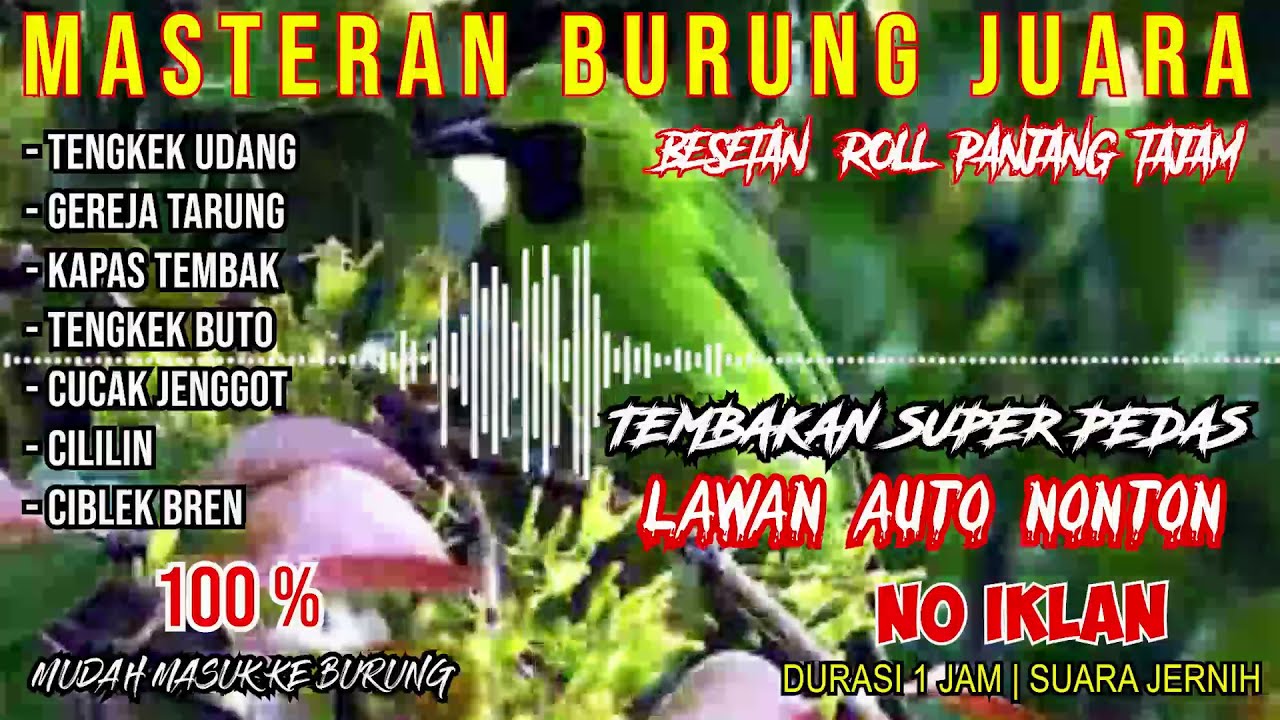 Masteran Cucak Ijo Juara | Tembakan Roll & Besetan Tajam | Durasi Panjang, Suara Jernih | No Iklan