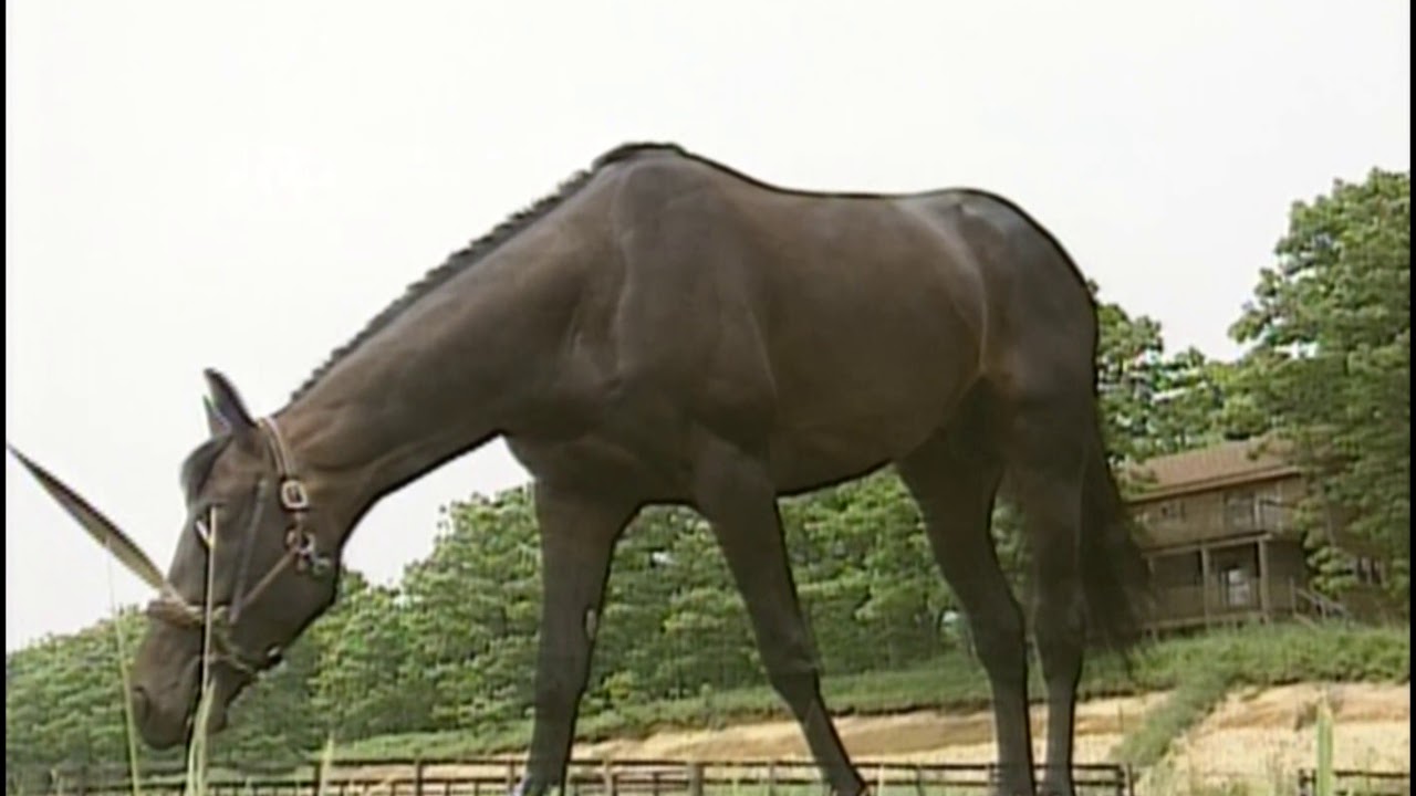 合う馬 20世紀の名馬 75位 タイキブリザード - YouTube