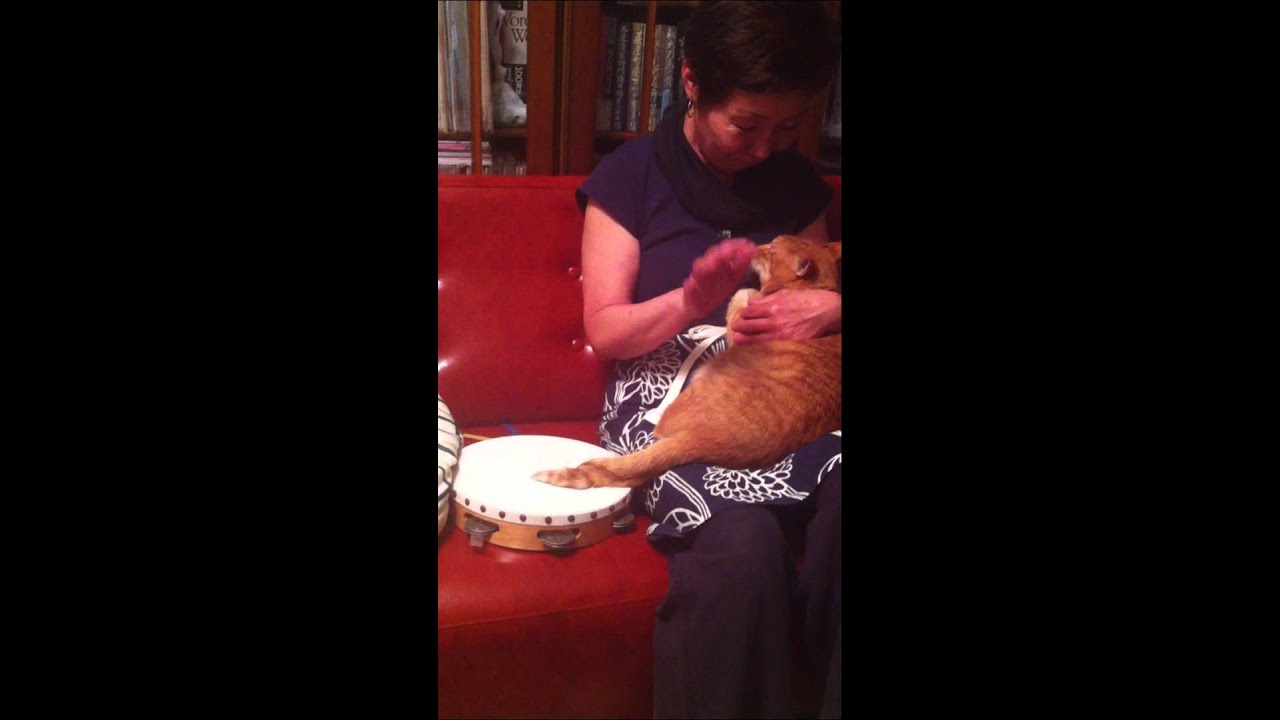 Cat plays tambourine YouTube