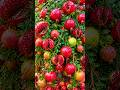 Easy and fast techniques for growing and propagating pomegranate trees #garden #fruits #diy