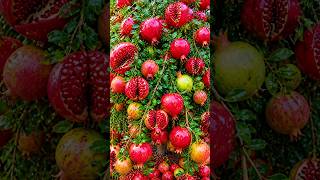 Easy and fast techniques for growing and propagating pomegranate trees #garden #fruits #diy