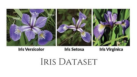 Decision Tree Classifier on Iris Dataset