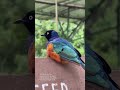 amazing bird sound..🔊 #shortsfeed #youtubeshorts #birds #sound #subscribemychannel #trandingshorts