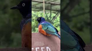amazing bird sound..🔊 #shortsfeed #youtubeshorts #birds #sound #subscribemychannel #trandingshorts