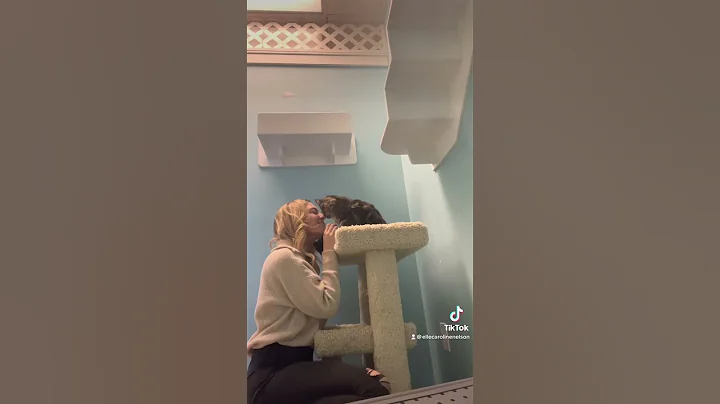 A Day in the Life of an Adoption Counselor at a Cat Shelter!! ✨🐈🫶🏻 #animalrescue #cat #shelter