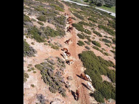 ΣΚΥΡΟΣ Skyros fly with drone Αλογακια Πονυ (pony horses)