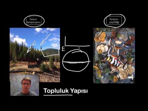 Video: Topluluk ekolojisine bir örnek nedir?