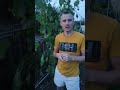 Прививки винограда в этом году!!! Полностью перепривитые кусты и частично!