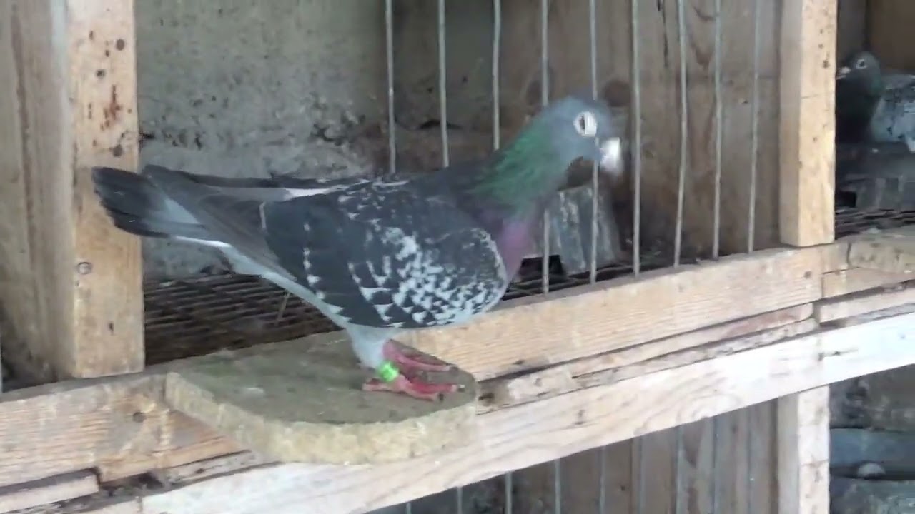 Campion columbofil dl Voicu Ionut Giurgiu Romania porumbei reproductie 7 iunie 2021 part 1