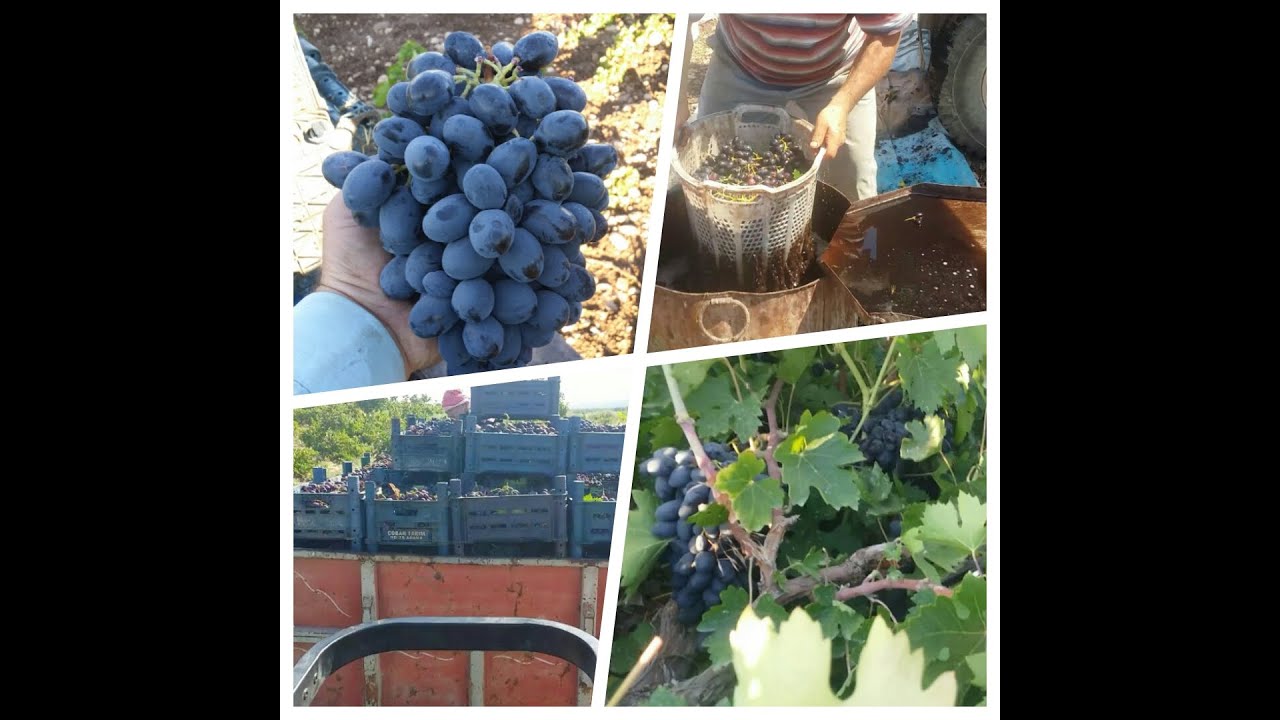 ANTEP, KİLİS KARASI ÜZÜM HASADI. KESME , SERME , KURUTMA AŞAMALARIMIZ...