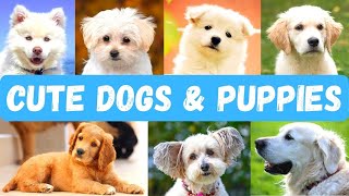 🐶 💖🐶 💖🐶 💖 Photos of Dogs and Little Puppies | Pictures of Cute Animals by Cute and Funny Animals 138 views 2 years ago 4 minutes, 8 seconds