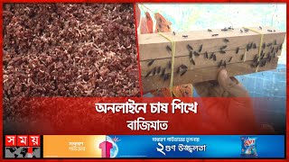 মাছি চাষে মাসে আয় লাখ টাকা | Bee farm | Bhola | Somoy TV