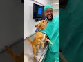 #comedyshorts #funny #petshorts #pets #dog #dogshorts #viral