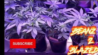 Grow Strong cup update @KindLEDGrowLights