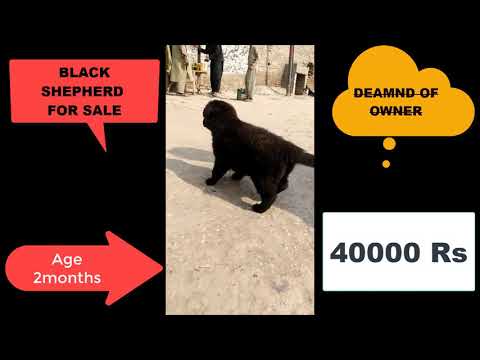 black-shepherd-pup-for-sale-#gsdofpak