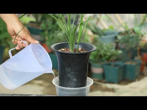夏季养兰花，高手都会做3个动作，不烂根，生长快