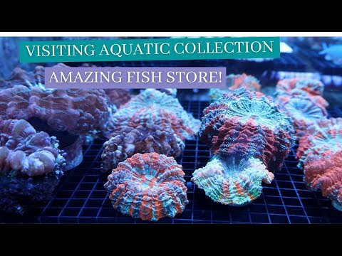 Visiting My Friends AMAZING Fish Store! (Aquatic Collection)