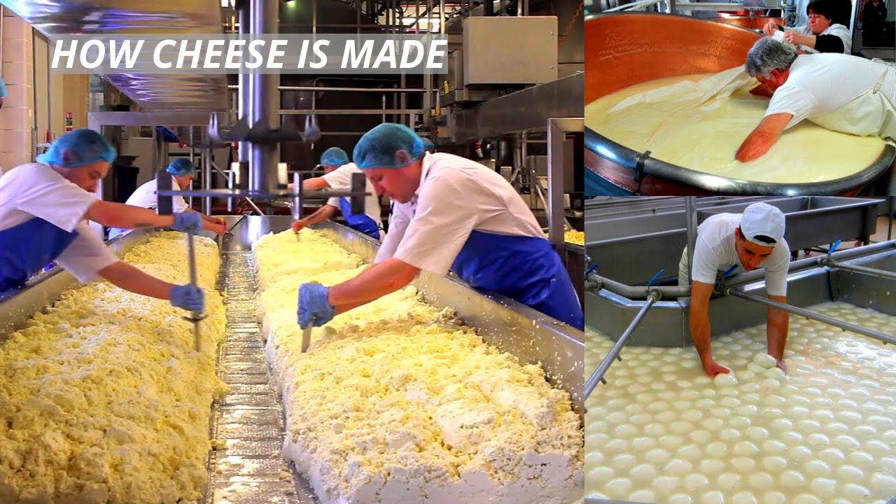 Amazing Production of Most Famous Cheese How Cheese Is Made Inside The