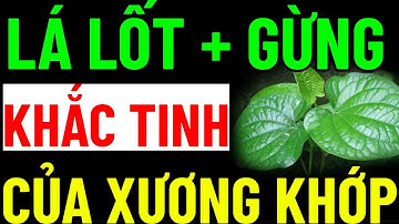 Chuyện Gì Xảy Ra Khi Ăn Lá Lốt Cùng Gừng - TÁC DỤNG GẤP BỘI