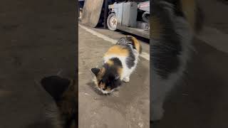 Taming of the Shop Cat