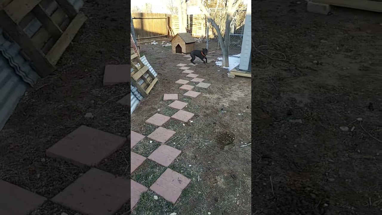 Afternoon Fetch with my Rowdy Princess 