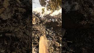 Planting my Yule Intentions! #kitchenwitch #yuletide