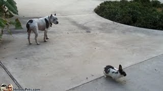 Pit Bull Sharky And Bunny Oreo - Daily Cuteness