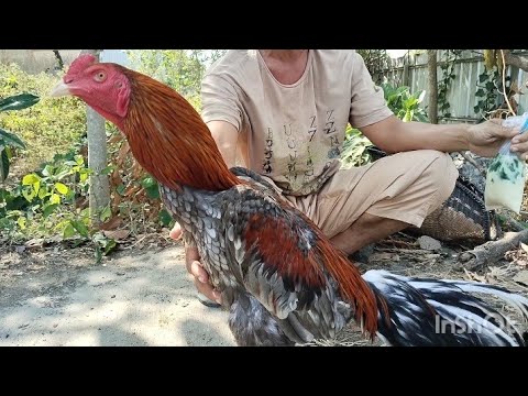 BANYAK PEDAGANG AYAM BANGKOK DARI LUAR DAERAH  BELI DI PASAR SUMPIUH
