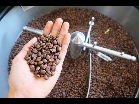 Cara Roasting Kopi Robusta