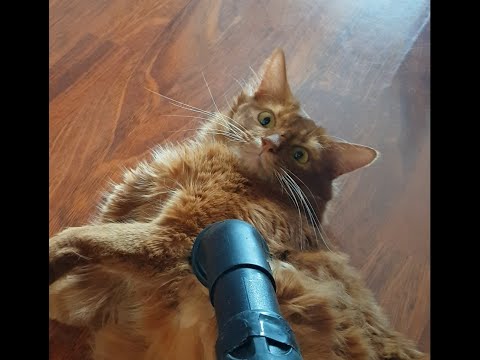 Пылесосим сомалийского кота. Vacuuming the somali cat