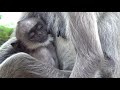 Gray Langur Monkey (semnopithecus entellus) and baby in Kataragama, Sri Lanka.