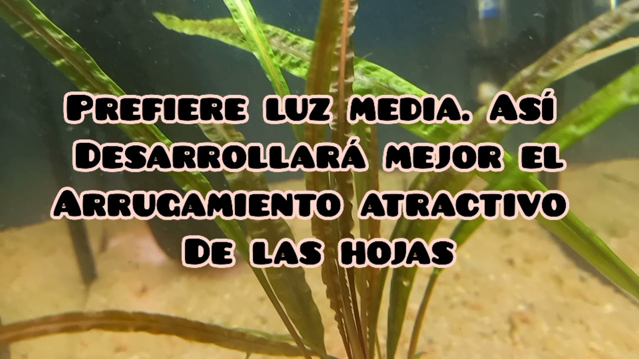 Cryptocoryne balansae