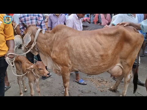 @ আজ 28 July 2026|| খোচাবাড়ী হাটে দেশাল জাতের দুধের গাভী বাছুর সহ দাম||