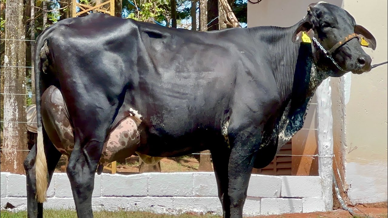 Lote 01 - 9º LEILÃO VIRTUAL JAVA PECUÁRIA | 24 DE SETEMBRO (DOMINGO) - 18 HORAS